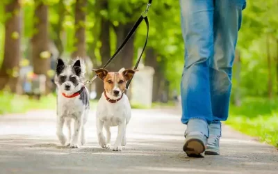 Pet’s Rescue France ?