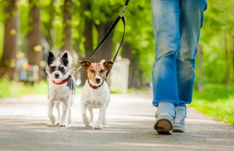 Pet’s Rescue France ?